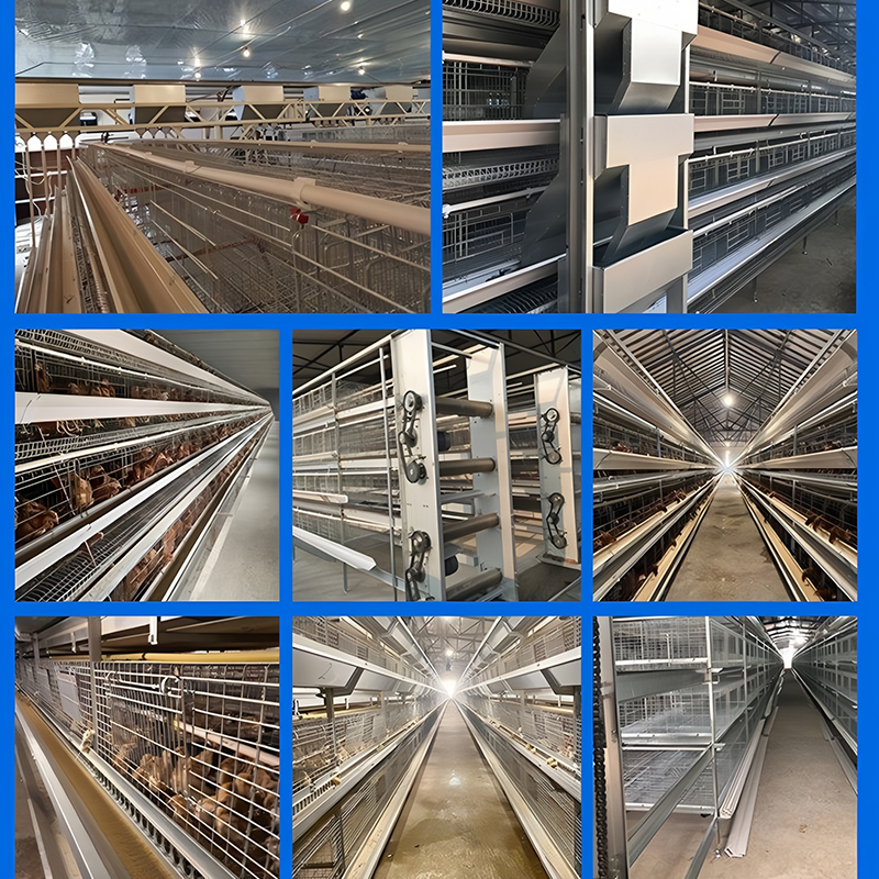 Meat‑duck Cage‑Rearing Equipment
