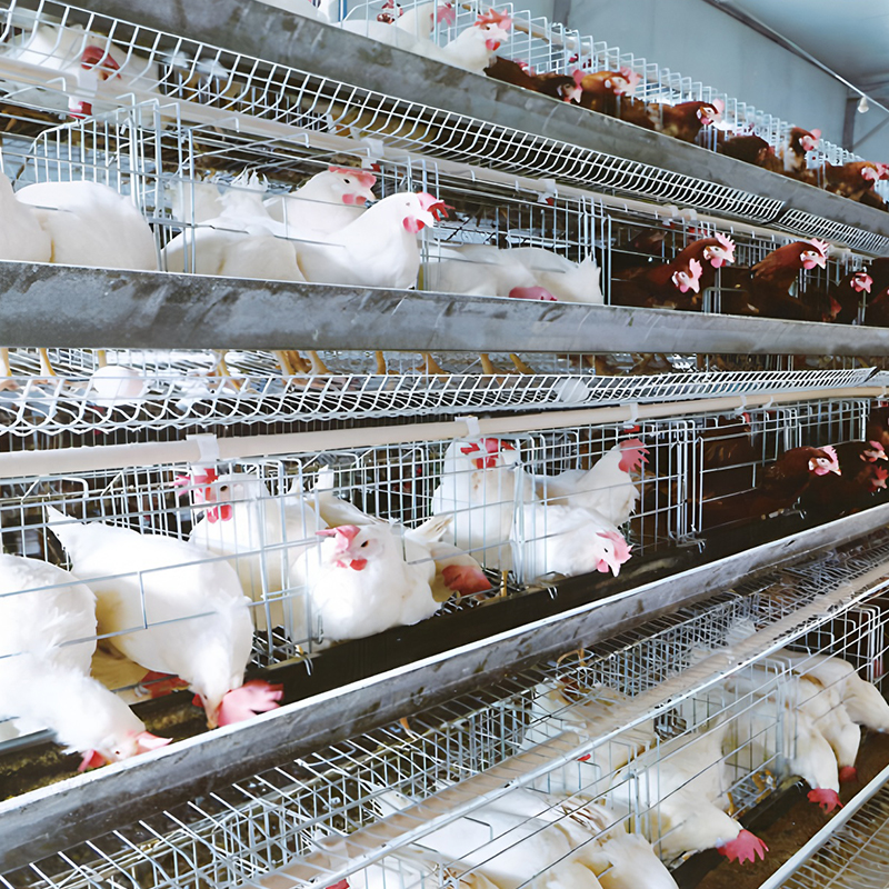 Breeder Cage‑Rearing Equipment