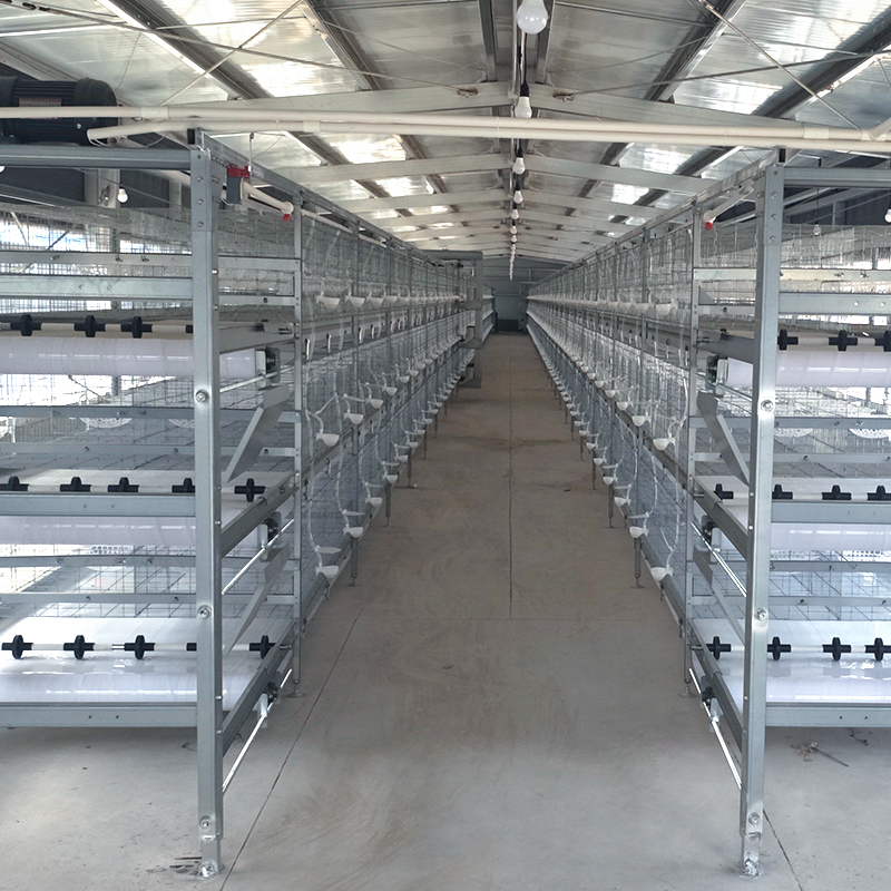 Cage‑reared egg‑breeding pigeons