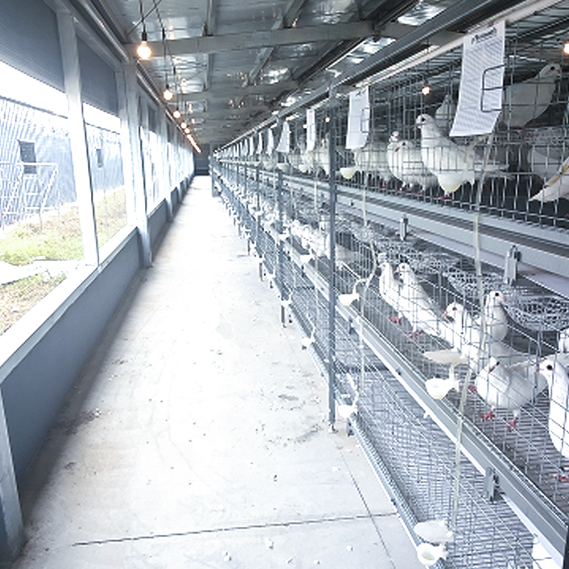 Complete‑set Equipment for Meat Pigeons