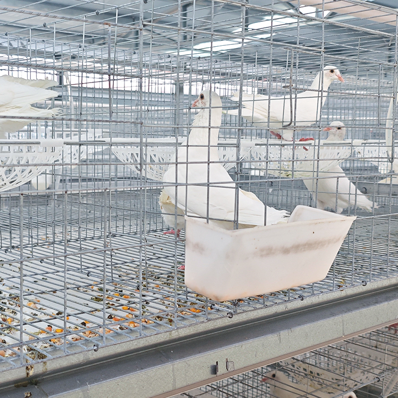Cage‑reared egg‑breeding pigeons