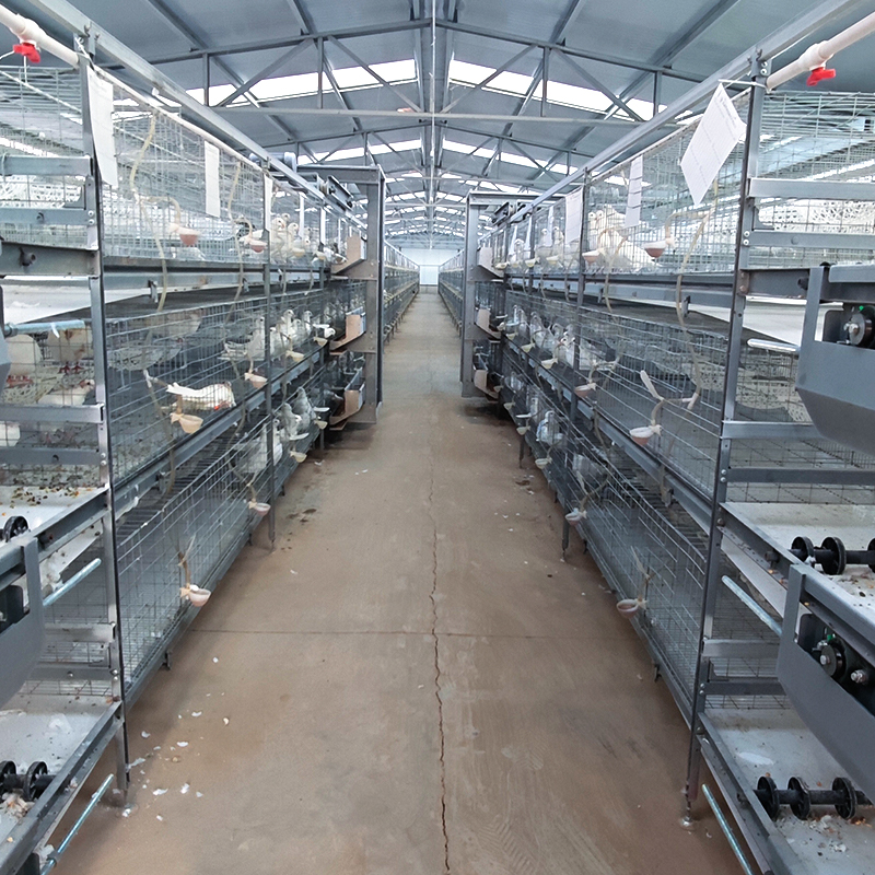 Cage‑reared egg‑breeding pigeons