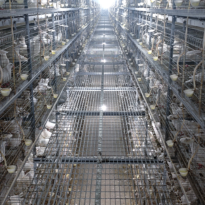 Cage‑reared egg‑breeding pigeons