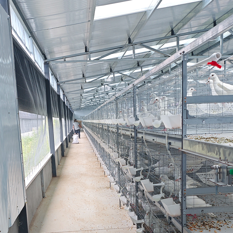 Cage‑reared egg‑breeding pigeons