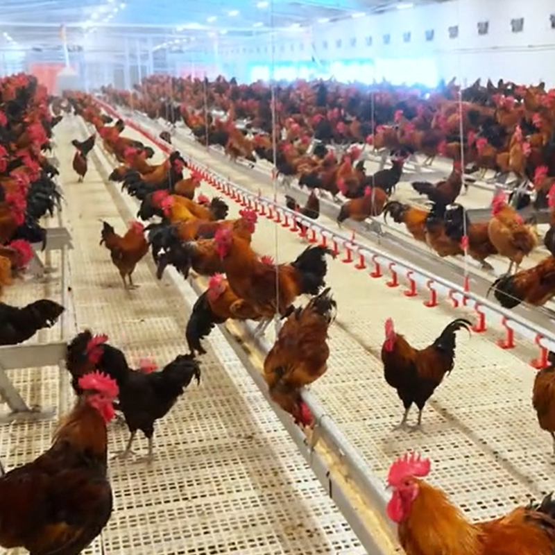 Cage‑Free Equipment