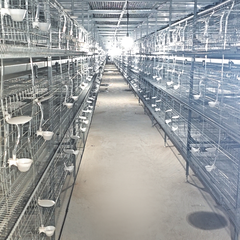 Cage‑reared egg‑breeding pigeons