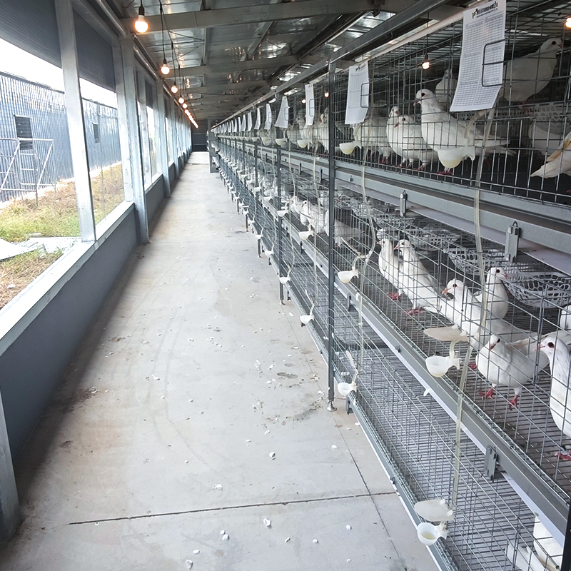 Cage‑reared egg‑breeding pigeons