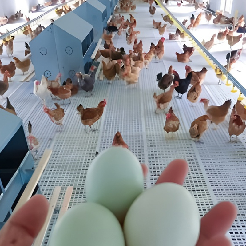 Breeder Floor‑Rearing Equipment