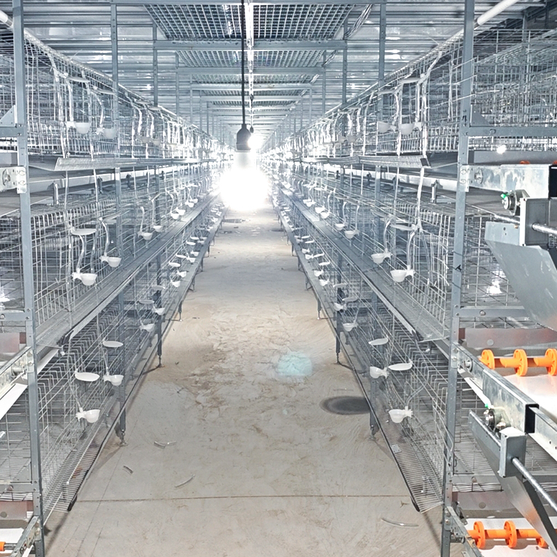 Cage‑reared egg‑breeding pigeons
