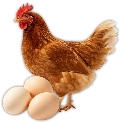 Poultry‑Egg Equipment