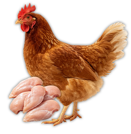 Broiler Equipment